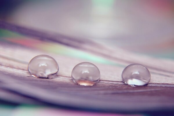 Large drops of water on a lilac background