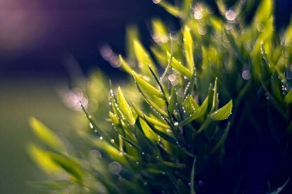 Fotografia macro di una foglia estiva in natura