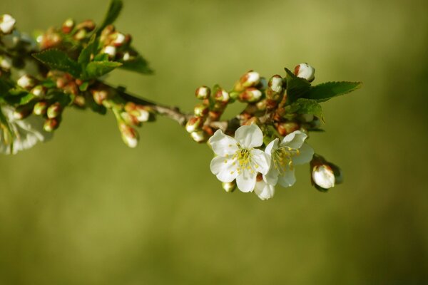 Macrosmka di un fiore di mela in natura