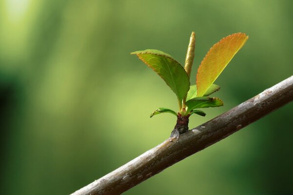 Macro photography of bud growth on a tree