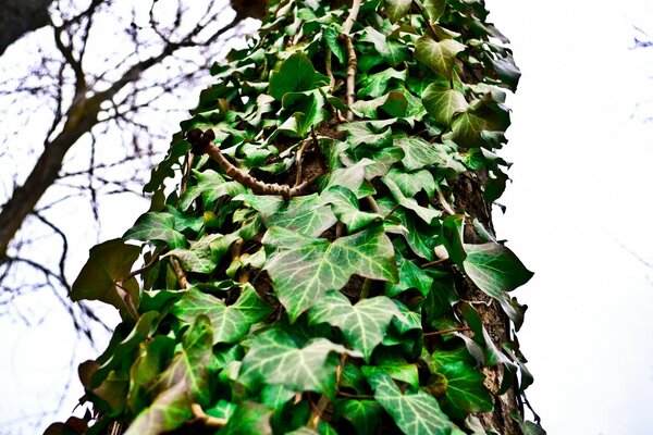 Vid de hojas verdes en un árbol