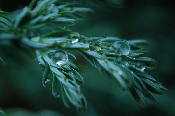 Macro-irrigazione delle foglie di conifere durante la pioggia