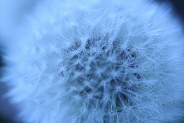 Macro photography of a white fluffy dandelion