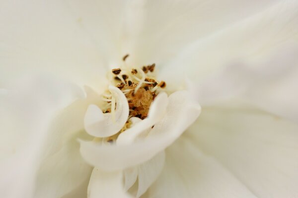 Weiße Blume für weiße Hochzeit