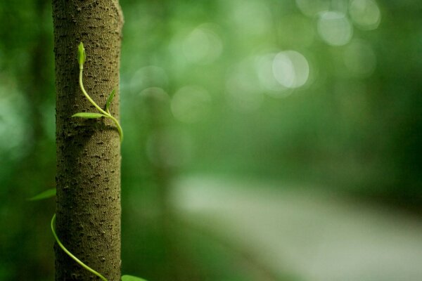 Yo y mi amiga en el bosque hicieron una fotografía macro, la naturaleza es tan hermosa hojas verdes