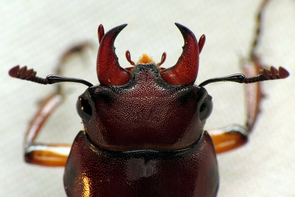 Beetle close-up with a mustache