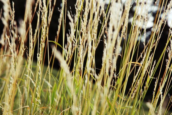 Makrofalte von Ähren auf einem Feld in der Natur