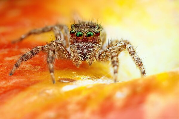 Bonito saltando aranha