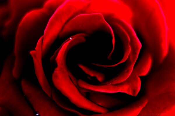 Macro de fleur de rose rouge, symbole de l amour