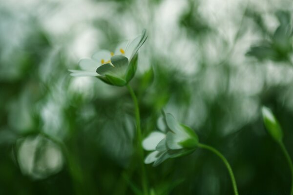 Fleurs blanches sur fond flou