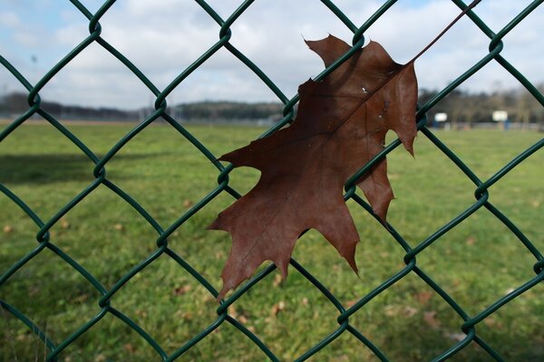 Foglia d autunno appesa al recinto