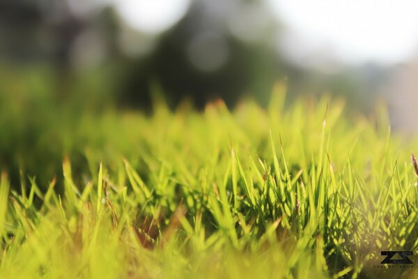 Makromarkierung von grünem Gras auf einem Feld in der Natur