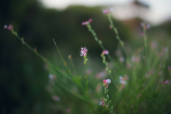 In summer, such beautiful flowers appear, I want to look at them all the time