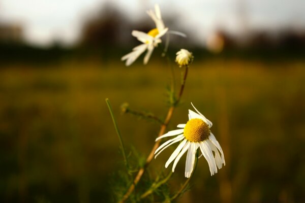 Daisies in a field on a blurry background