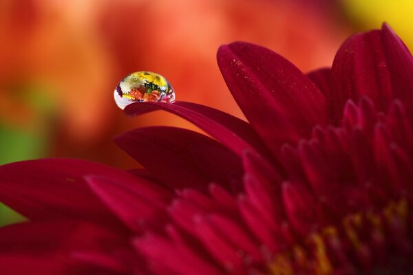 Fotografía macro del rocío en la flor