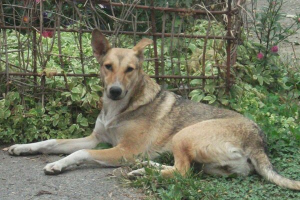 Ein großer Hund liegt auf dem Rasen