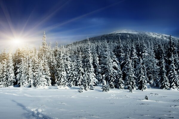 Die Sonne erhellt die Spitzen der schneebedeckten Tannen