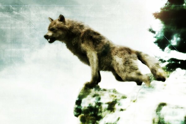 Le loup du film Twilight sur le rocher. 