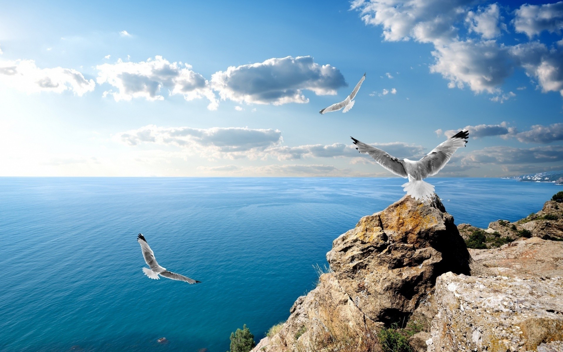 mare e oceano acqua mare cielo natura libertà viaggi estate oceano all aperto mare gabbiani spiaggia uccello sole paesaggio