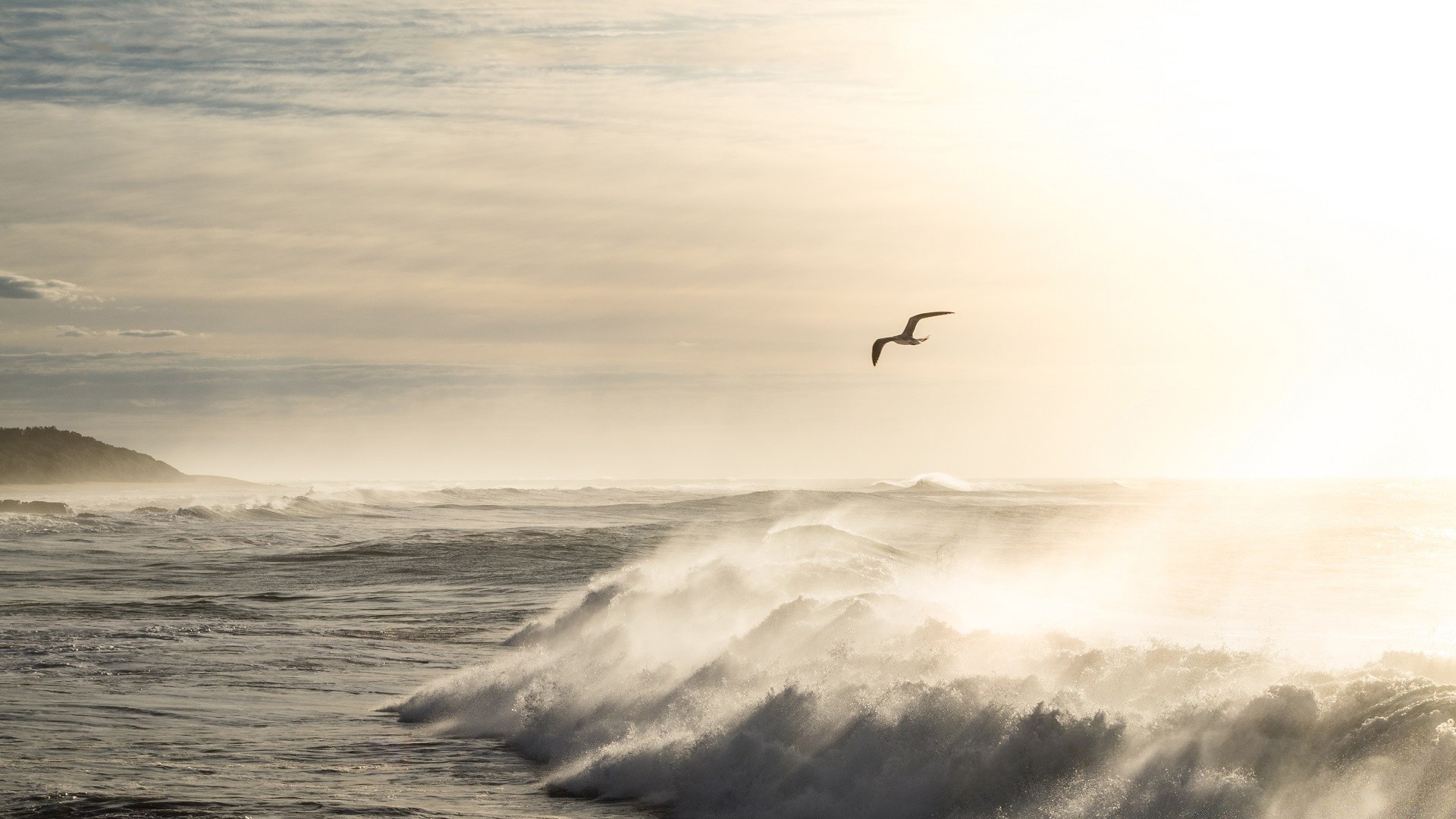 sea and ocean bird sunset water beach sea ocean sky dawn sun outdoors wind freedom seagulls