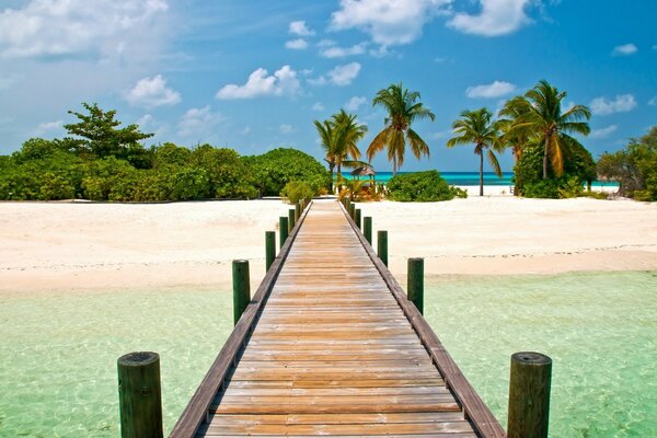 Azure sea and tall palm trees, what could be better