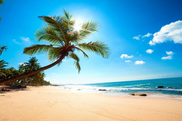 Sea sand on the beach, under a palm tree