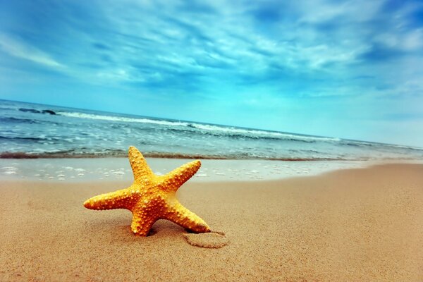 Starfish on the sea beach