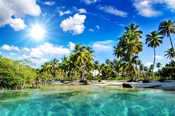 Palm trees, sea and sunny weather