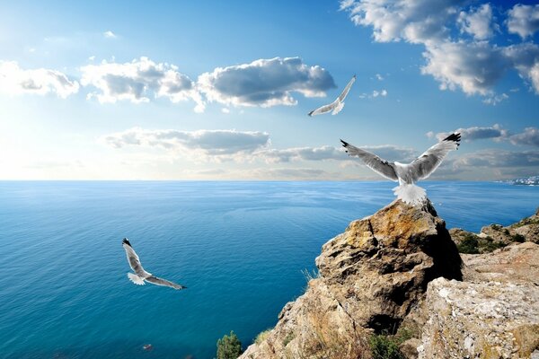 Seagulls fly near the sea