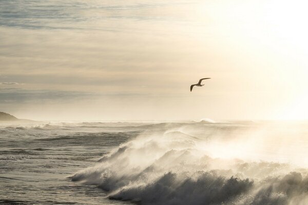 A seagull flying over a beautiful sea