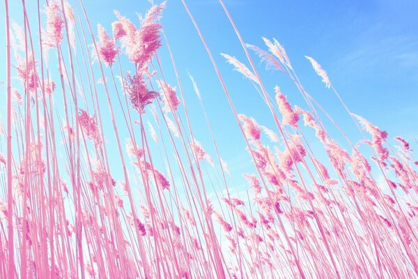 Épis roses sur fond de ciel bleu