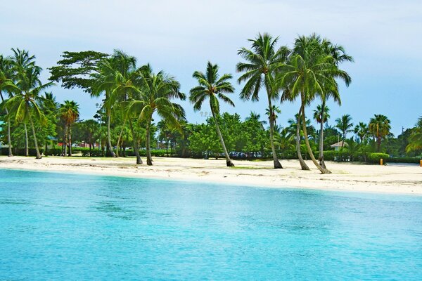 Beaucoup de palmiers verts sur le sable blanc