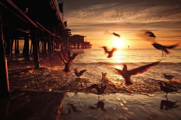 Gaviotas marinas al atardecer