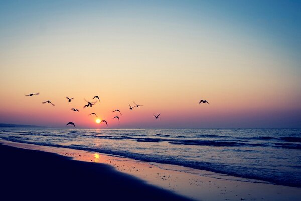 Mouettes au coucher du soleil sur la plage