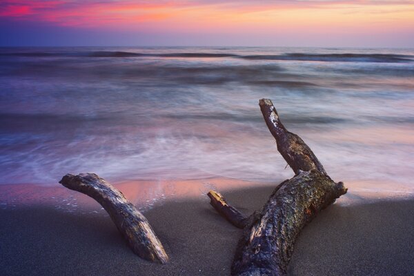 Bois flotté au bord de la mer. Coucher du soleil