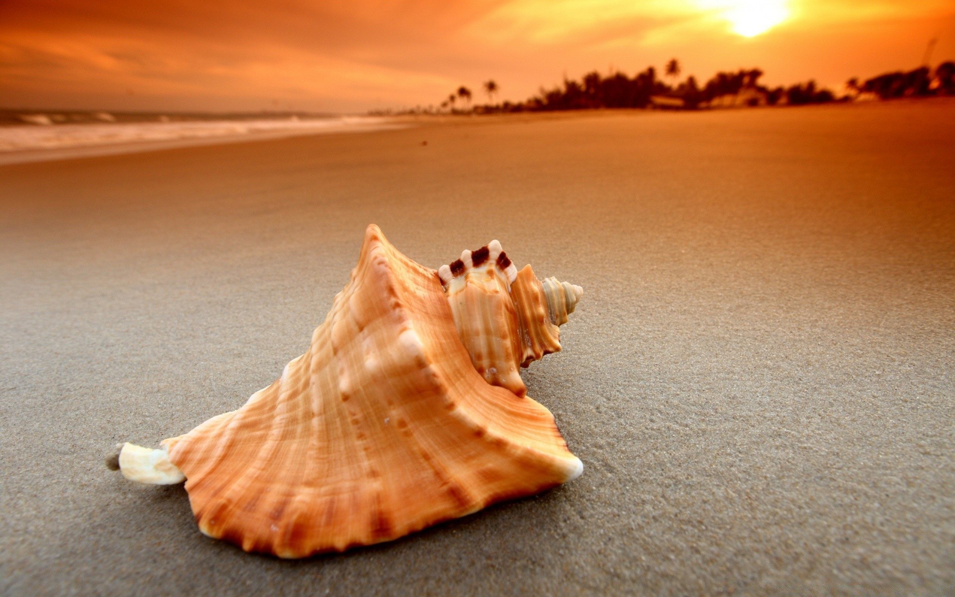 mer et océan plage sable mer mer océan coquillages eau été soleil voyage coquille tropical vacances coucher de soleil nature côte étoile de mer côte beau temps