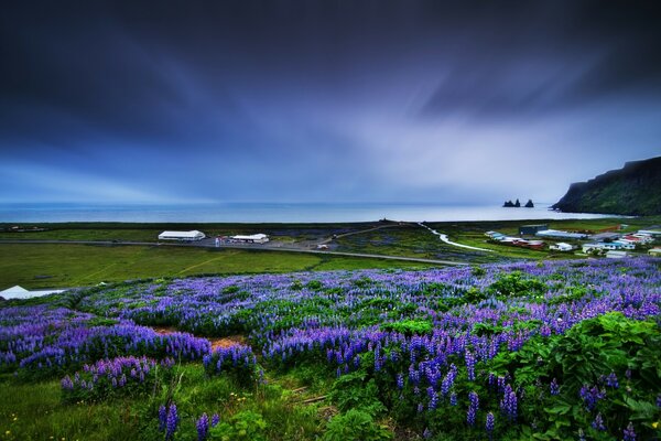 A clearing on the seashore with lilac flowers