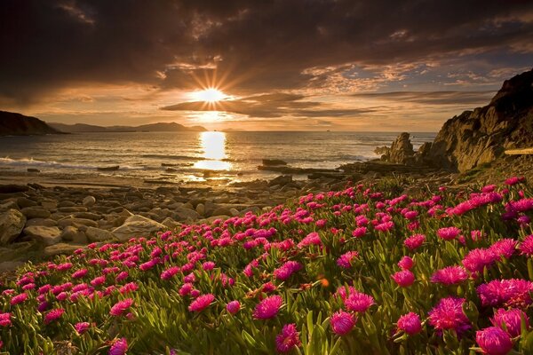 Rosa Blumen am Strand mit Steinen