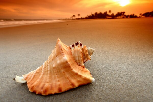 Belle coquillage sur la plage de sable