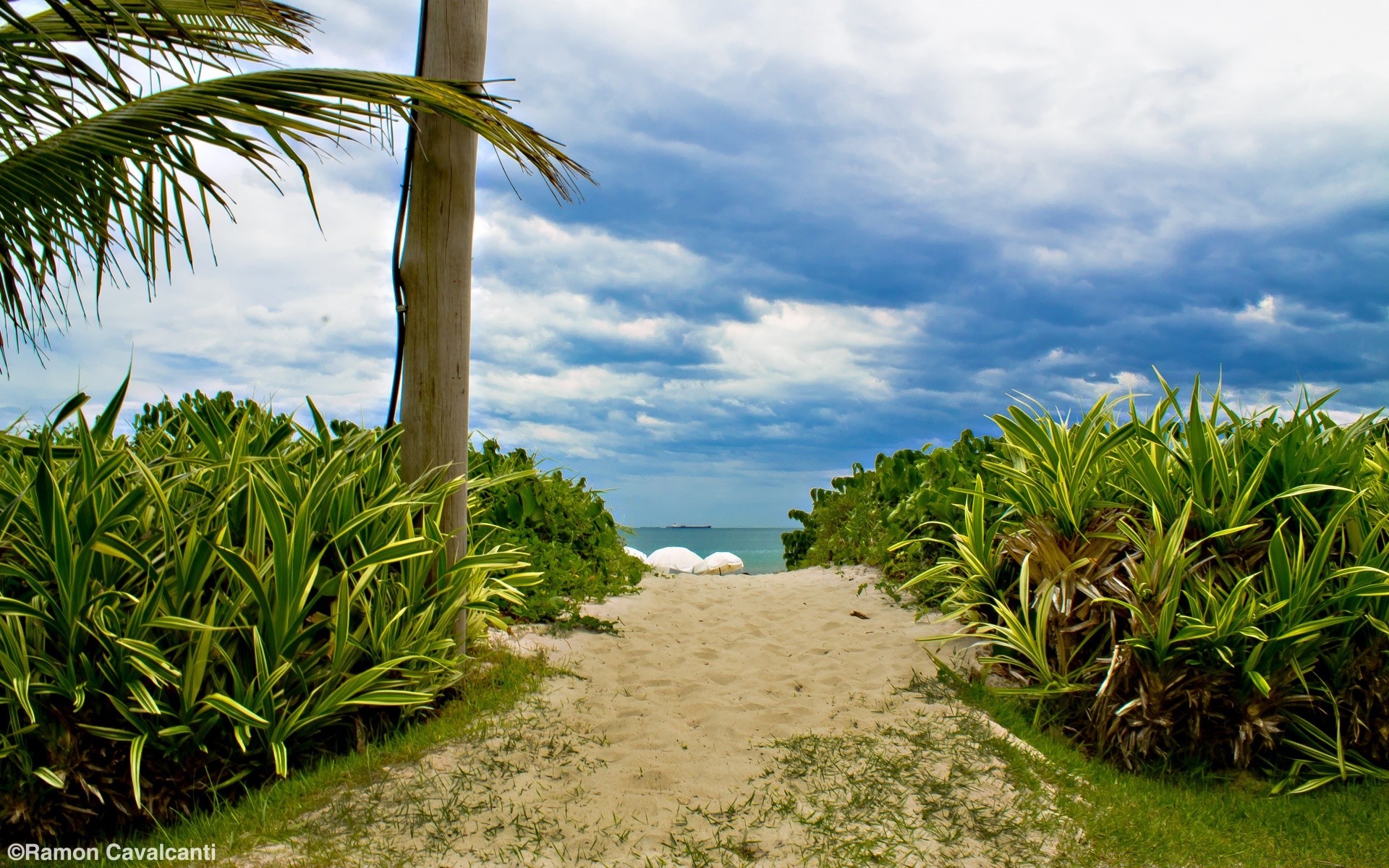 mer et océan nature tropical ciel été paysage flore arbre feuille plage à l extérieur herbe voyage bois eau paume croissance environnement