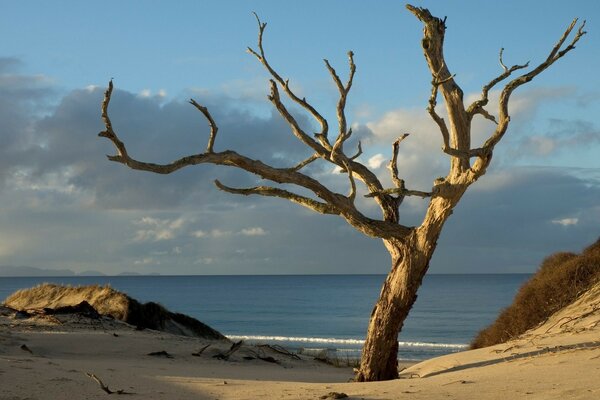 Ein toter Baum am ruhigen Meer