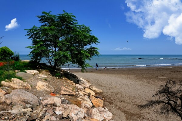 Піщаний морський берег з кущем і камінням