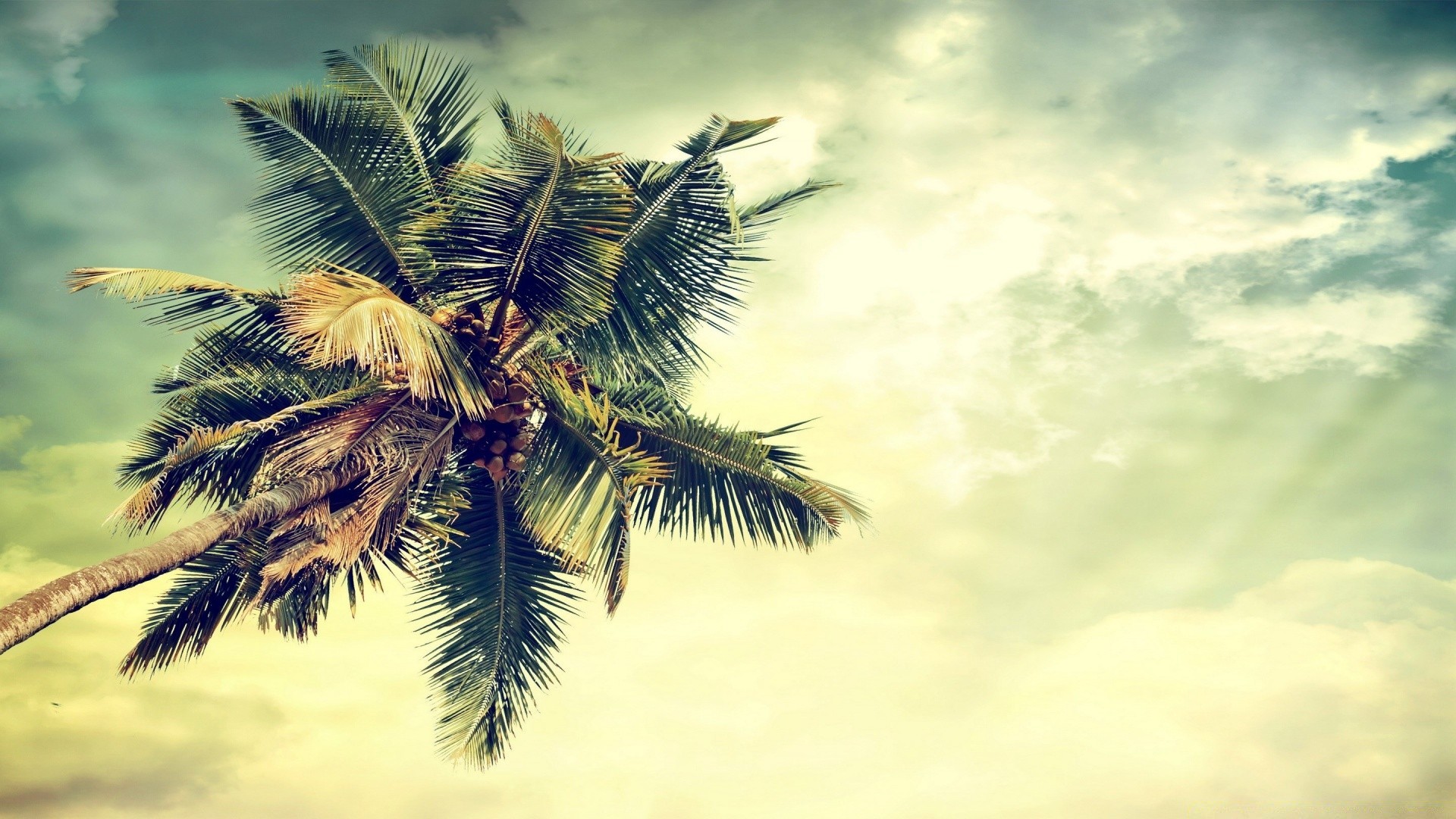 sea and ocean tropical palm tree beach exotic coconut nature summer seashore sun desktop