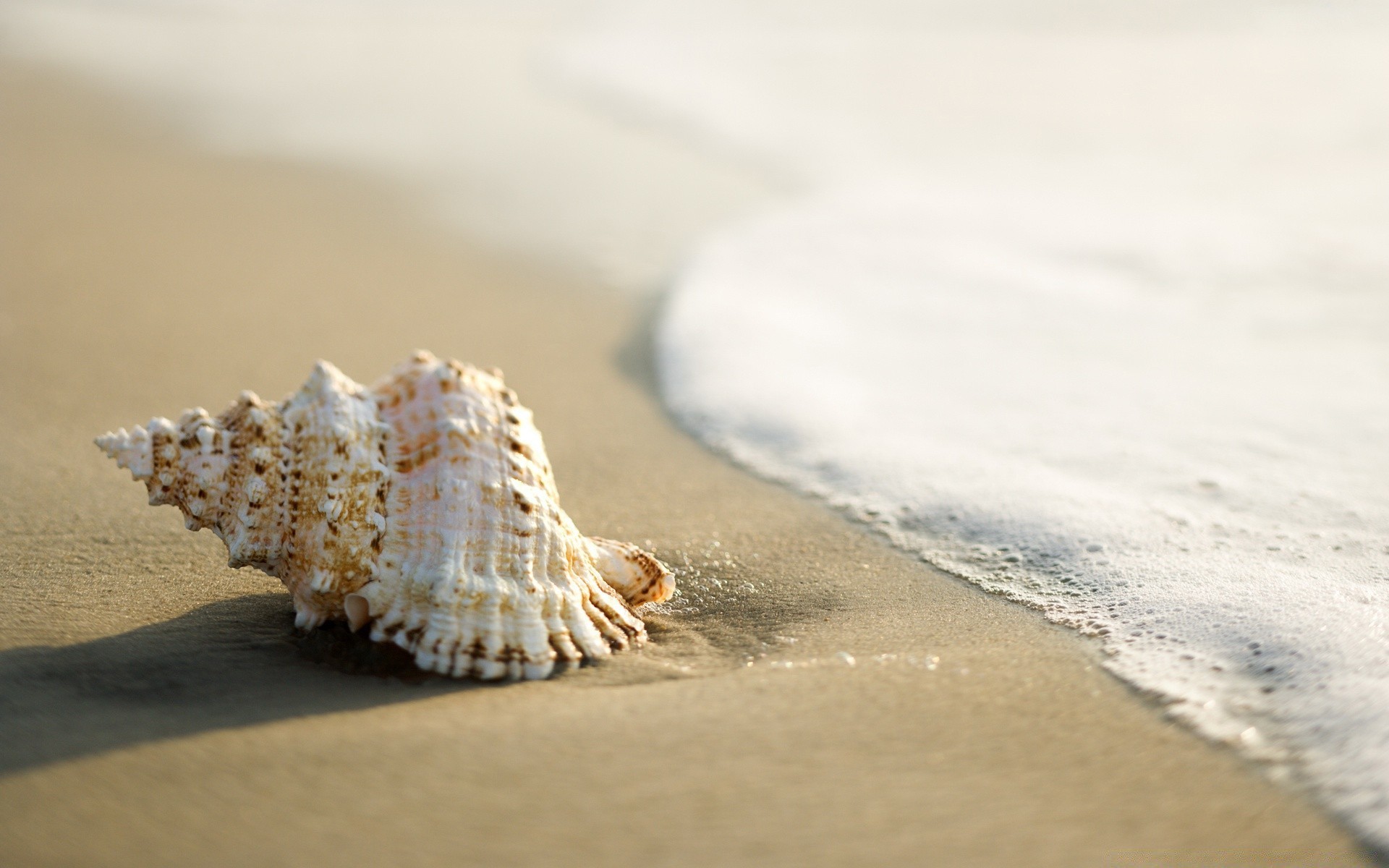 morze i ocean plaża piasek morze muszle morze muszla ocean wakacje woda brzeg rozgwiazda podróże wybrzeże lato tropikalny konch natura morski małże