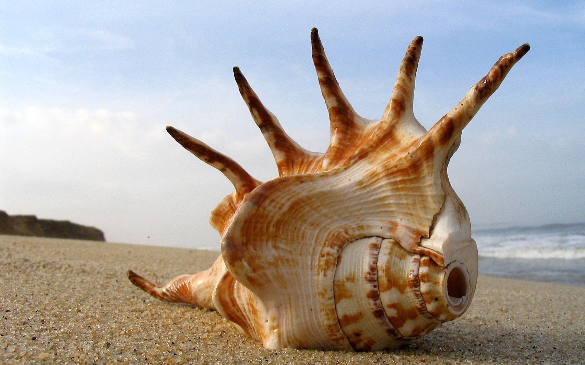 sea and ocean beach sand seashore sea ocean summer shell seashell nature water tropical travel vacation marine shore conch