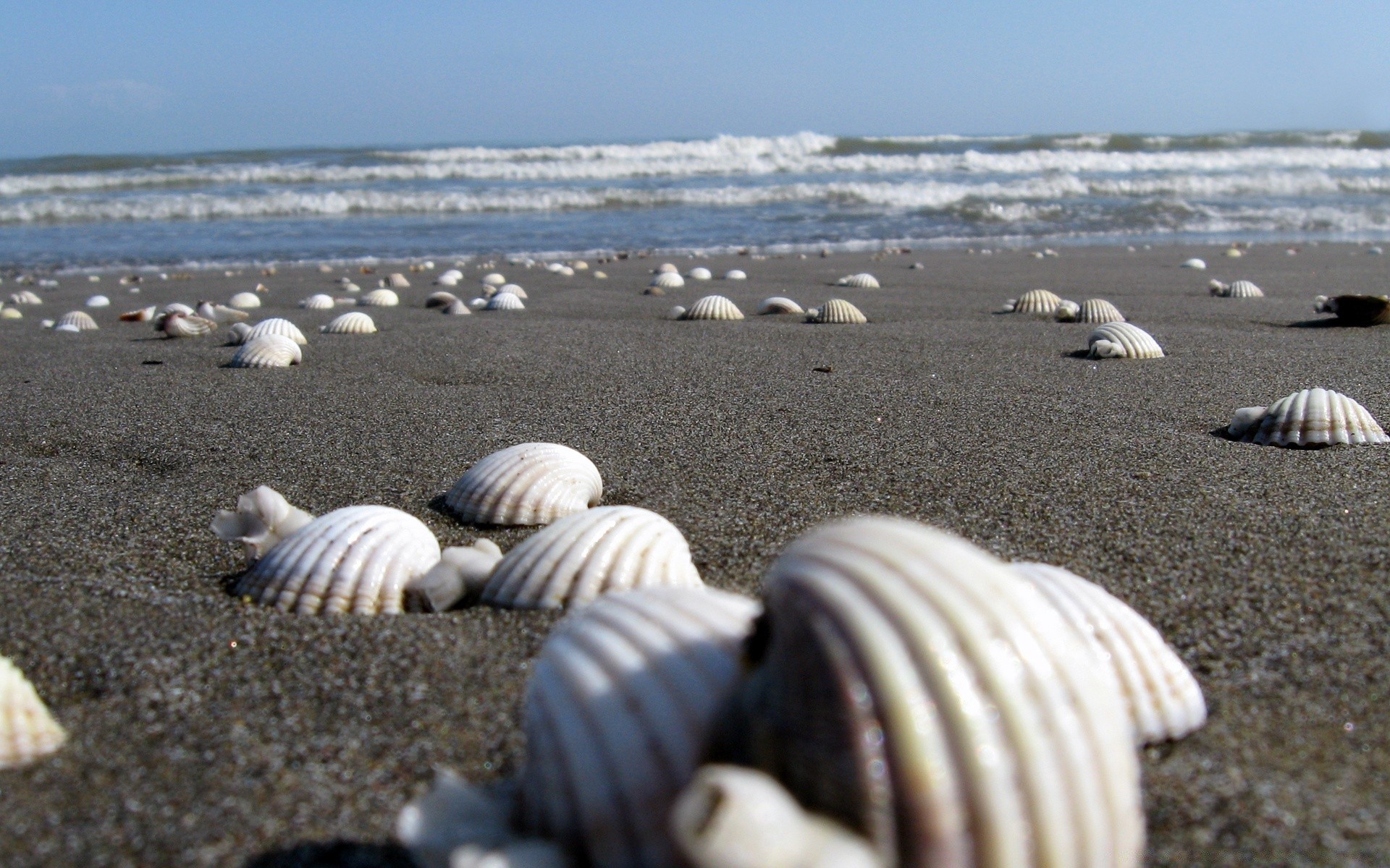 mare e oceano spiaggia mare sabbia mare conchiglie oceano conchiglia costa acqua mare costa molluschi stelle marine estate vacanze viaggi natura marea tropicale