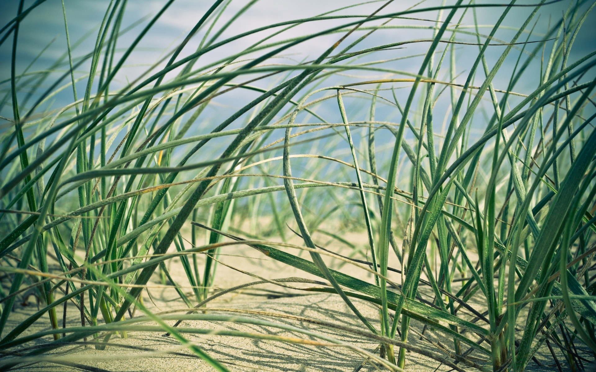 mer et océan flore herbe feuille nature croissance environnement gros plan nourriture à l extérieur été jardin bureau reed agriculture couleur