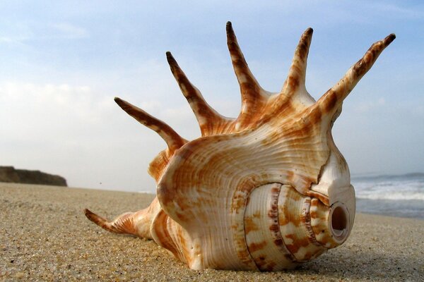 A picture of a shell on the sand against the background of the sea