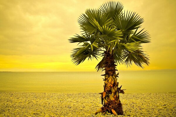 Tropischer Strand am Meer unter der Sommersonne