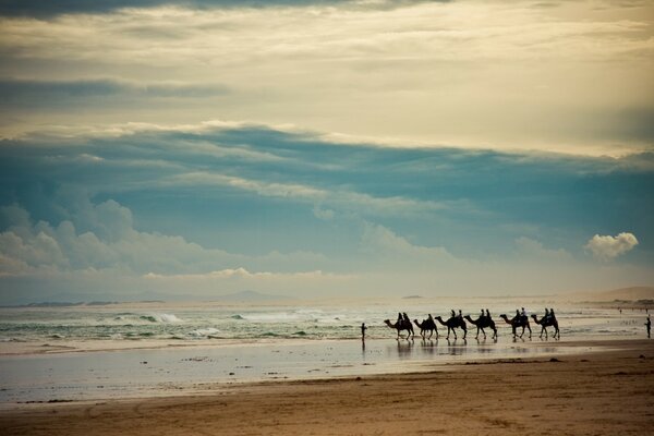 Mer. Plage. Caravane de chameaux